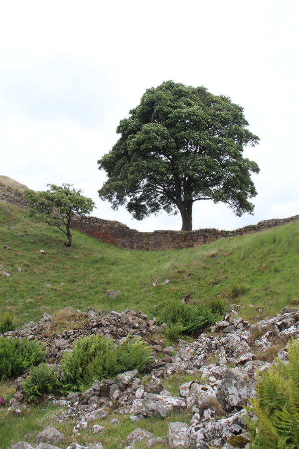 Sycamore Gap 10 June 2018 by Dave Strother